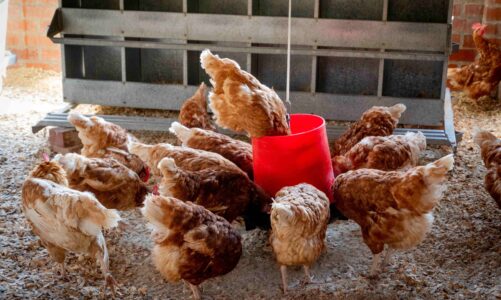 5 Things to Consider Before Starting Your Own Chicken Farm