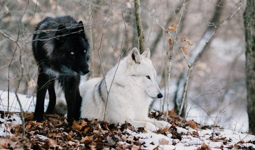 Exploring the Presence and Conservation of Wolves in Georgia: A Comprehensive Guide"