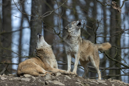 Wolves in georgia usa: An Overview of Their Presence and Impact