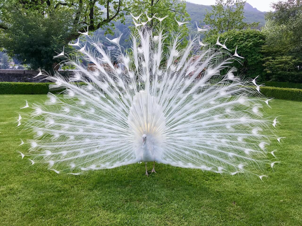 Graceful Animals: The White Peacock 