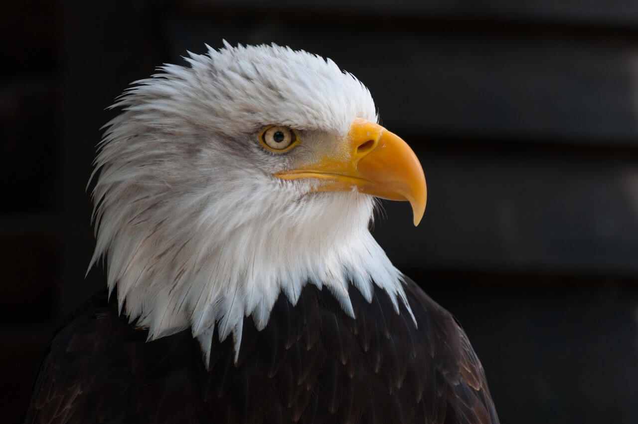 Graceful Animals: The Bald Eagle