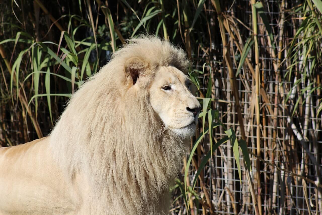 Graceful Animals: The White Lion