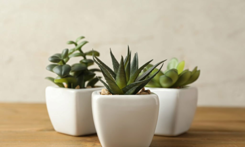 Benefits of Buying Ceramic Planters Online