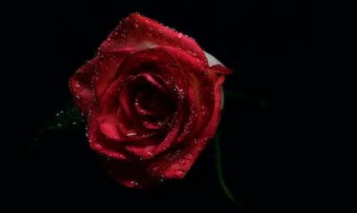 Best Rose Day Shayari, Status & Quotes in Hindi and English