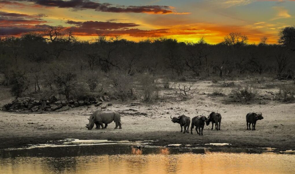 Embark On The Adventure Of A Lifetime: Your South African Safari Guide